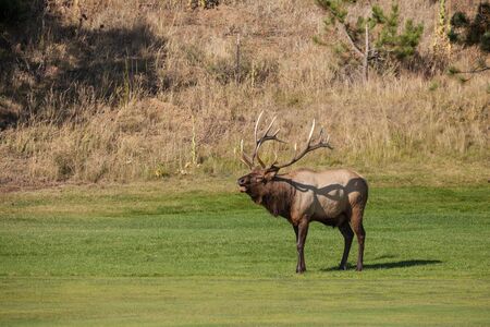 Bull Elk Buglingの写真素材