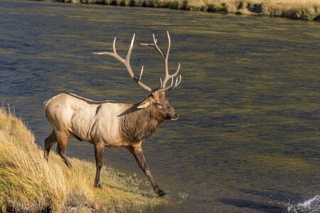Bull elk in Rutの写真素材