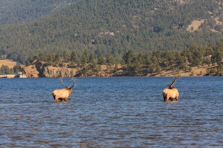 Bull Elk in Lakeの写真素材