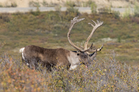 Barren Ground Caribou Bull in Velvetの写真素材