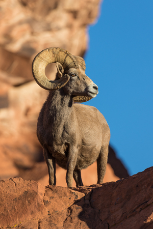 Desert Bighorn Sheep Ramの写真素材