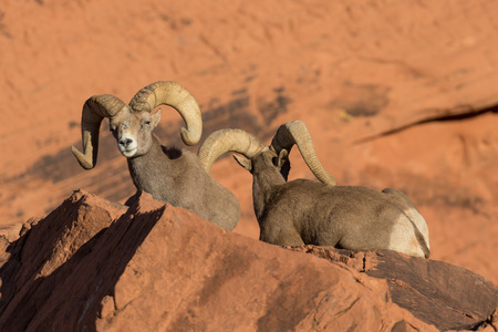 Desert Bighorn Sheep Rams