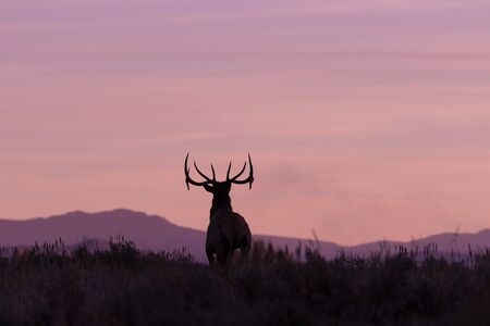 Bull Elk at Sunriseの写真素材