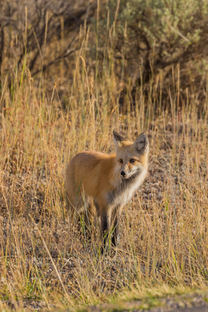 Red Foxの写真素材