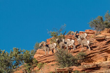 Desert Bighorn Sheep in Rutの写真素材
