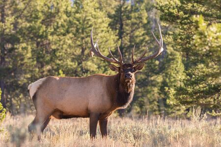Bull Elk in Rutの写真素材