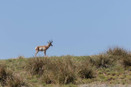 Pronghorn Antelope Buckの写真素材