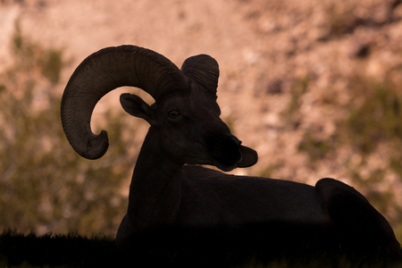 Desert Bighorn Ram Silhouetteの写真素材