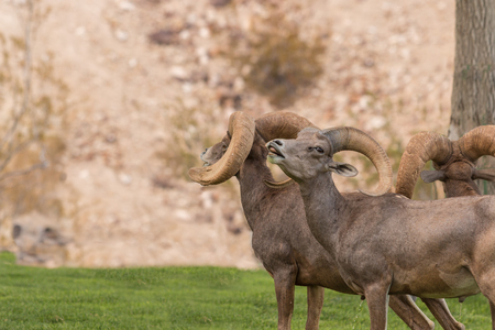 Desert bighorn Sheep rams in Rut