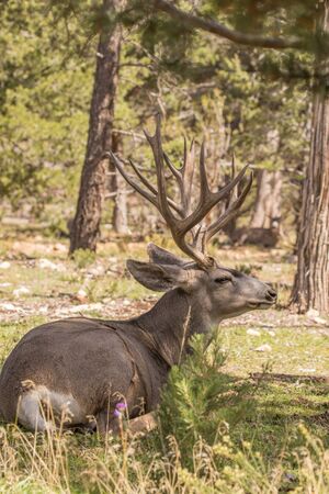 Mule Deer Buck
