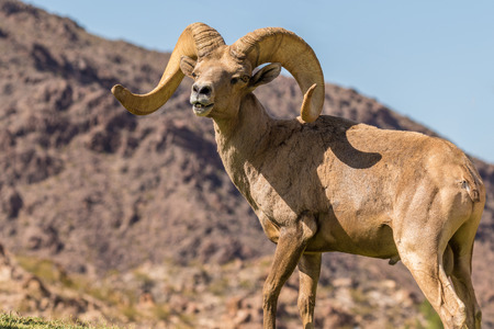 Desert bighorn Sheep ramの写真素材