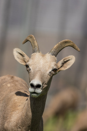 Desert Bighorn Sheep eweの写真素材