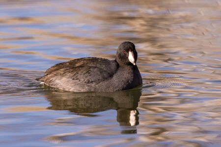 American Cootの写真素材