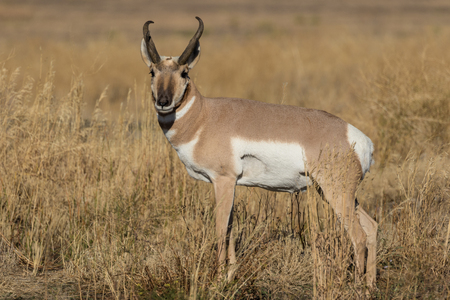 Pronghorn Antelope Buckの写真素材