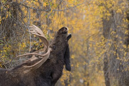 Bull Moose in Rut in Fallの写真素材