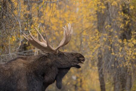 Bull Moose in Rut in Fallの写真素材