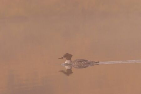 Common Merganser in Fogの写真素材
