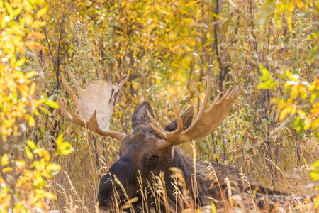 Bull Shiras Moose in Fall in Wyomingの写真素材
