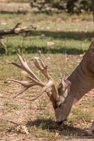 Mule Deer Buckの写真素材