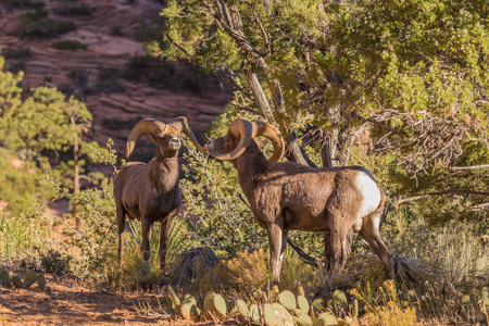 Desert Bighorn Sheep Rams in Rutの写真素材