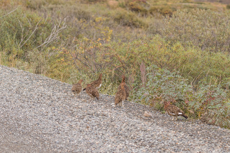 Willow Ptarmiganの写真素材