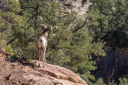 Desert Bighorn Sheep Ramの写真素材