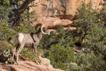 Desert Bighorn Sheep Ramの写真素材