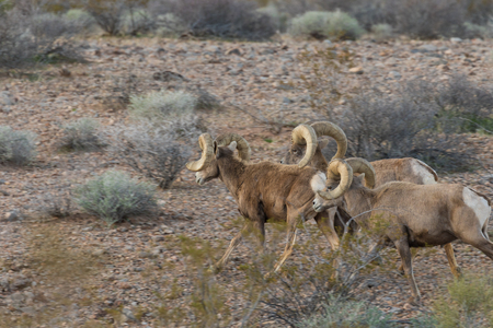 Desert Bighorn Sheep Rams