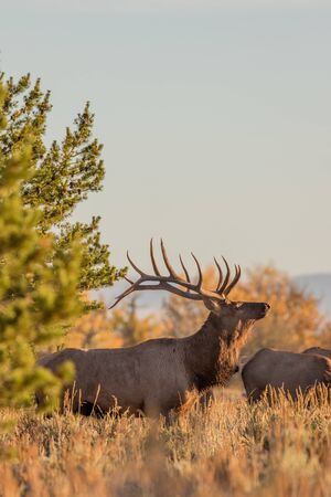 Bull Elk in Rutの写真素材