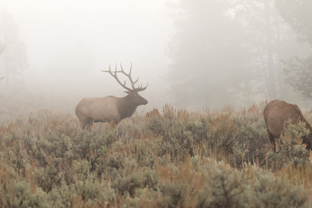 Bull Elk in Fogの写真素材