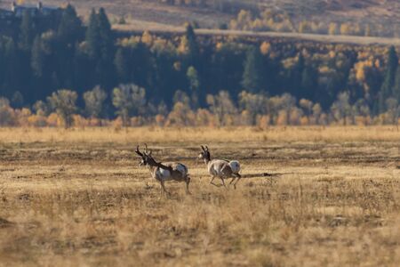 Pronghorn Antelope in Rutの写真素材