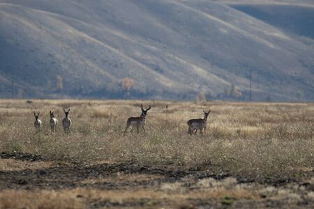 Pronghorn Antelope in Rutの写真素材