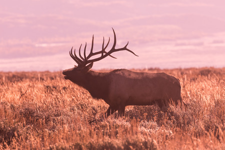 Bull Elk Buglingの写真素材