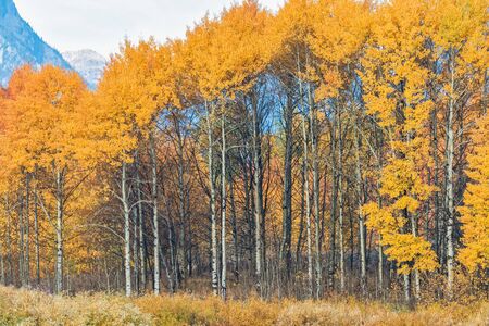 Aspens in Fallの写真素材