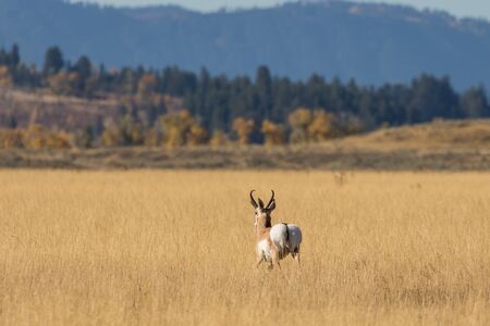 Pronghorn Antelope Buck in Rutの写真素材