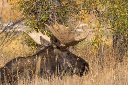 Bull Moose Bedded in Fallの写真素材