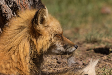 Red Fox