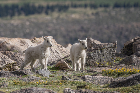 Mountain Goat Kidsの写真素材
