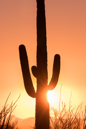 Saguaro at Sunsetの写真素材