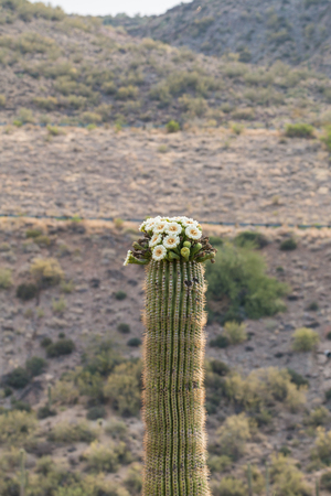 Saguaro Cactus in Bloomの写真素材