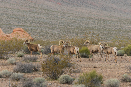 Herd of Desert Bighorn Sheep Ramsの写真素材