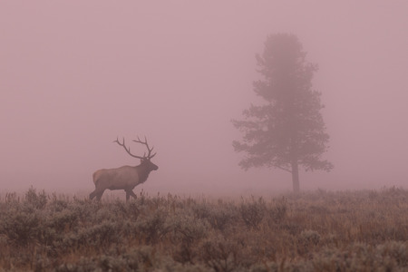 Bull Elk at Sunriseの写真素材