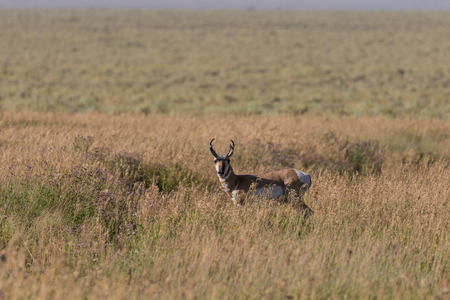 Pronghorn Antelope Buck
