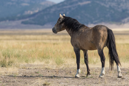 Wild Horse in the Desertの写真素材