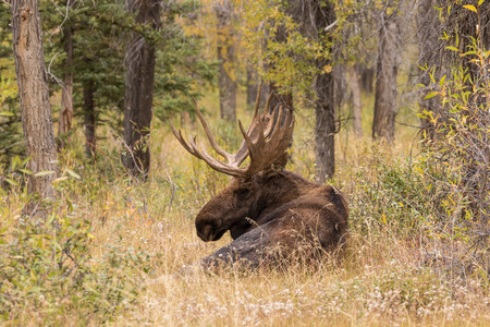 Bull Moose Bedded in the Fall Rutの写真素材