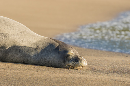 Hawaiian Monk Seal on Beachの写真素材