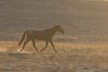 Wild Horse Stallionの写真素材