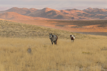 Herd of Wild Horsesの写真素材
