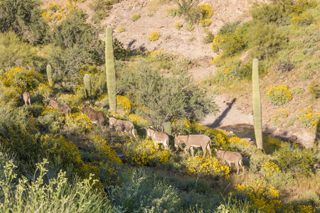 Wild Burros in the Arizona Desertの写真素材