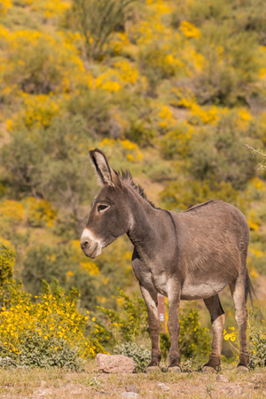 Cute Wild Burro in Springの写真素材